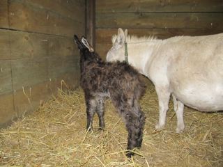 Candy's_newborn_jack_foal_2013